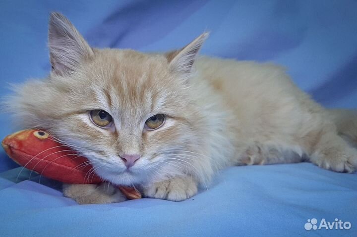 Рыжий котенок