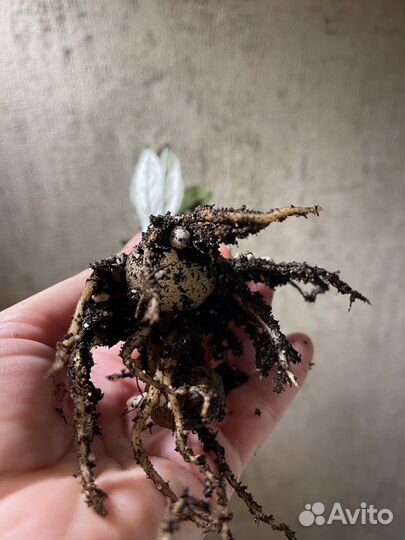 Замиокулькас сорт супер нова