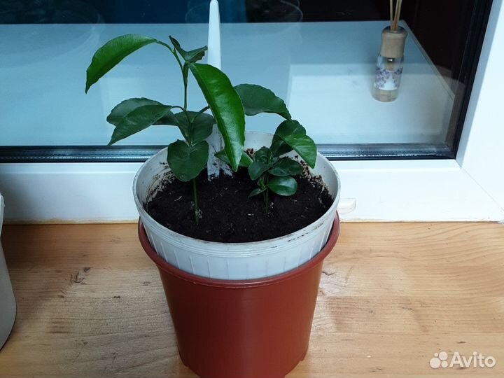 Рассада Мандарин