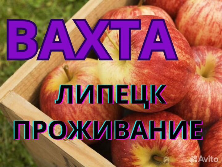 Сборщик яблок (Вахта в Липецке)