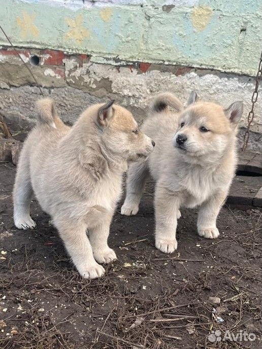 Щенки сибирской хаски