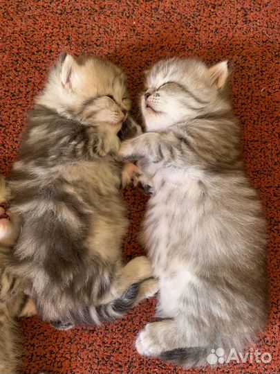 Очаровашки