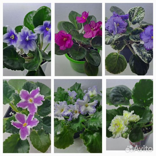 Сортовые фиалки цветущие