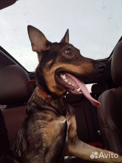 Щенок в добрые руки бесплатно