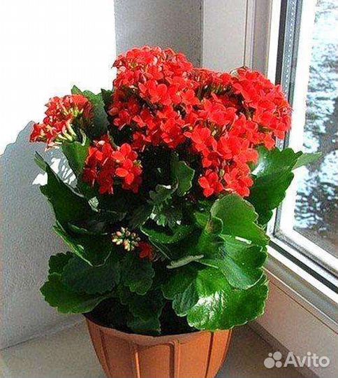 Черенки каланхоэ