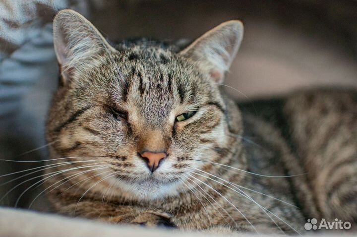 Кошка в добрые руки