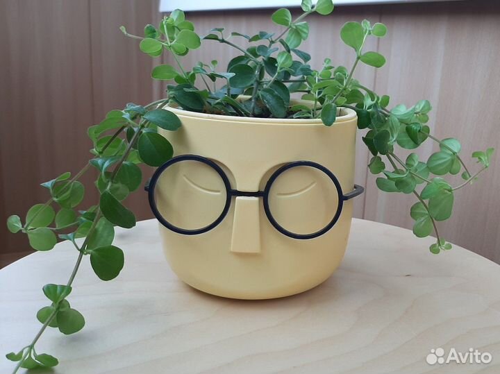 Пеперомия ампельная