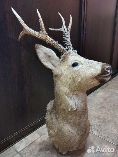 Чучело косули