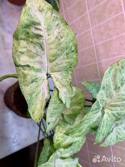 Сингониум Freckles (5 кустиков) 40см