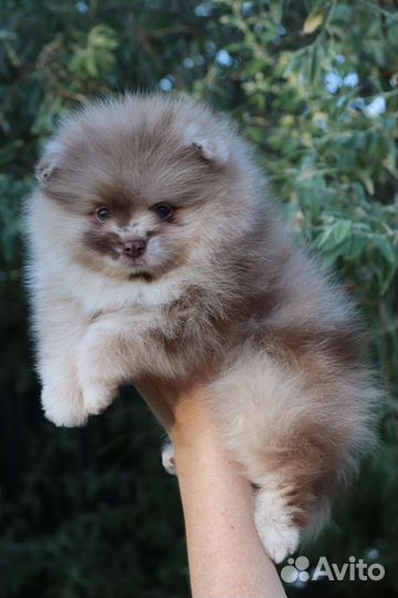 Счастье в дом