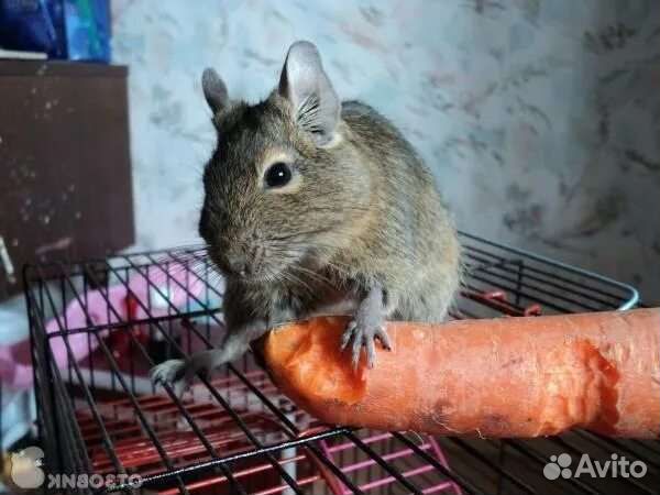 Бельчата белки дегу