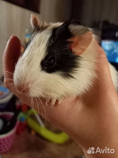 Морская свинка девочка малыш