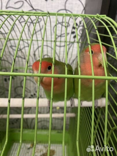 Попугай неразлучники с клеткой
