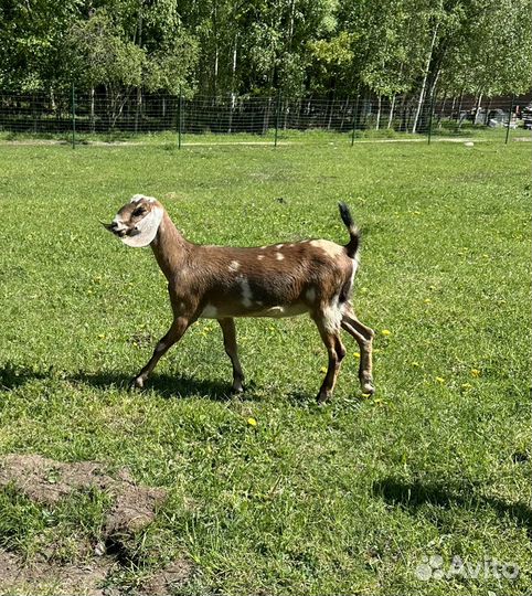 Дойные нубийские козы и малыши