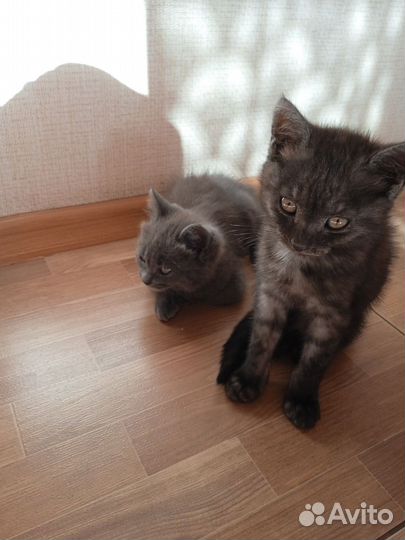 Отдам котят