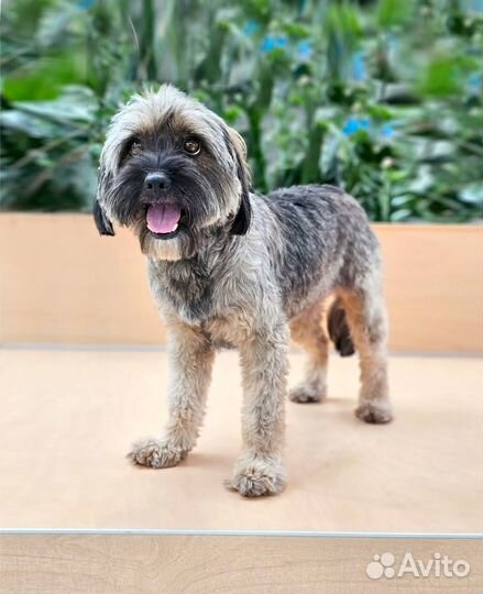 Миниатюрная собачка терьер в добрые руки