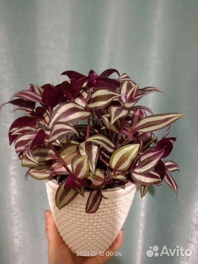 Традесканция зебрина