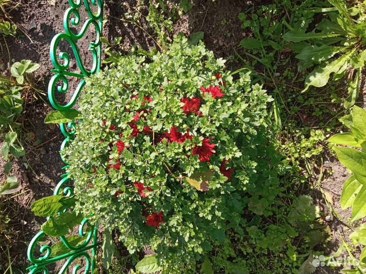 Хризантемы мультифлора