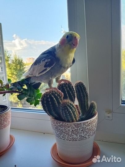 Попугай Корелла с клеткой