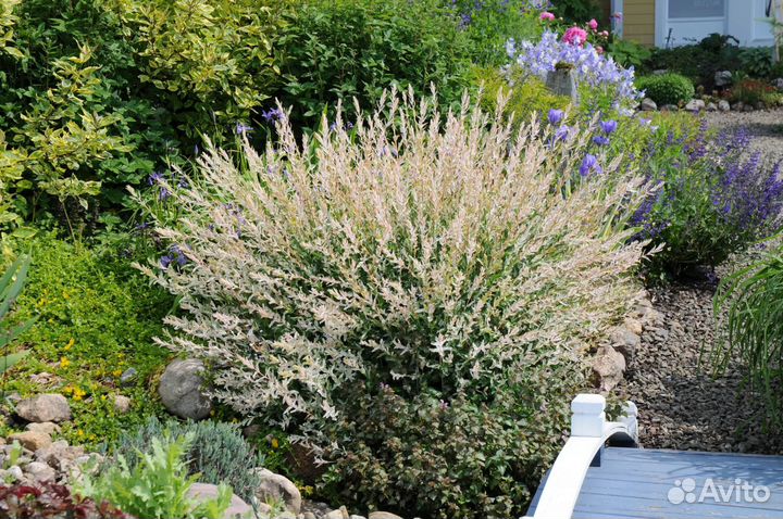 Ива хакуро нишики