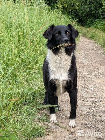 Замечательный Бублик ищет семью