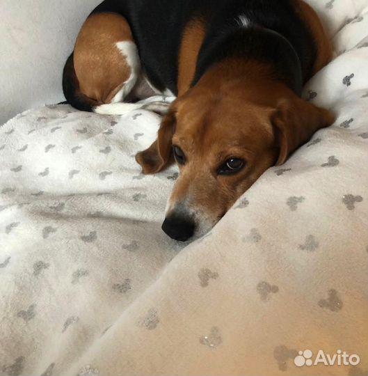 Вязка кобель бигль