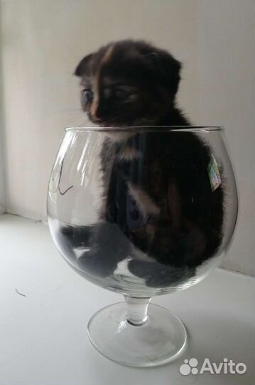 Котята вислоушки