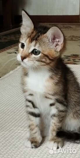 Котенок девочка в добрые руки