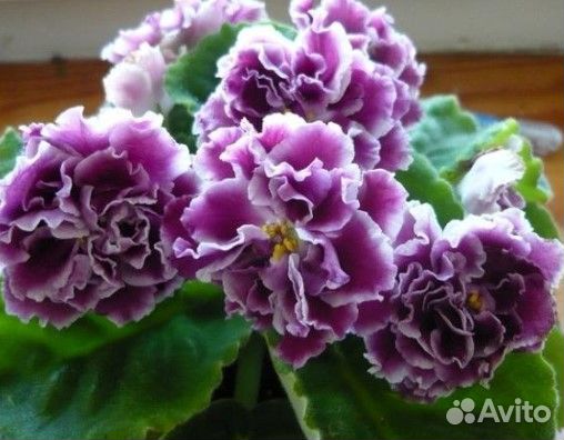 Фиалки сортовые