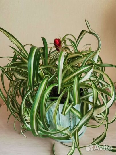 Хлорофитум кудрявый