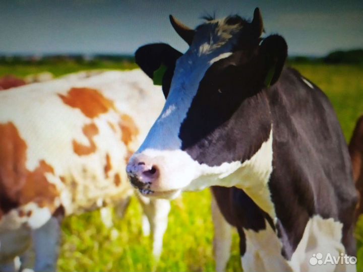 Продажа дойных коров