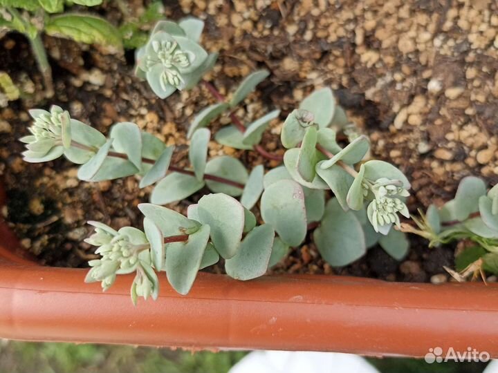 Вологодское кружево, Бузульник, Седум