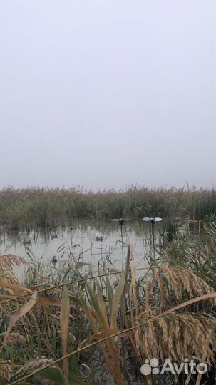 Охота на утку