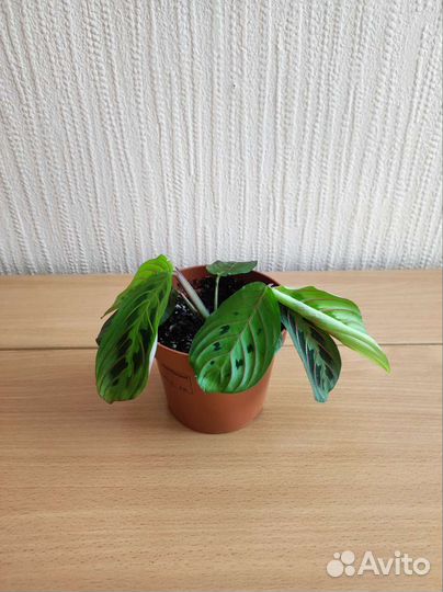 Комнатные растения маранта триколор