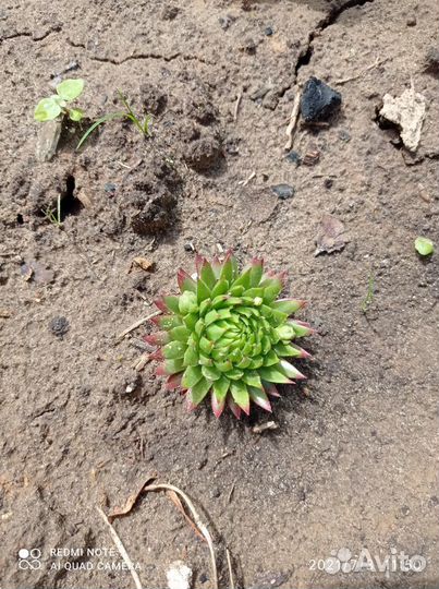 Каменная роза