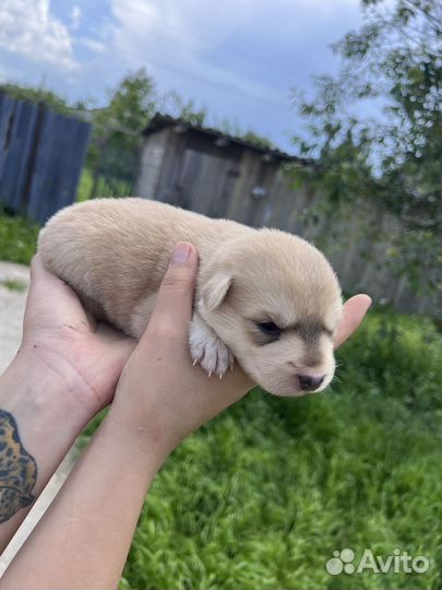 Щенки метисы