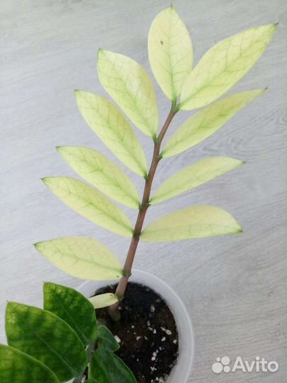 Замиокулькас Вариегатный Акебоно