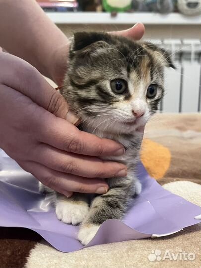 Отдам котёнка в добрые руки