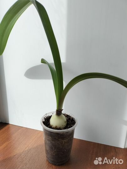 Гиппеаструм