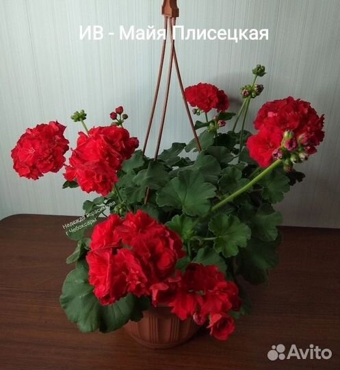 Пеларгония ив Майя Плисецкая