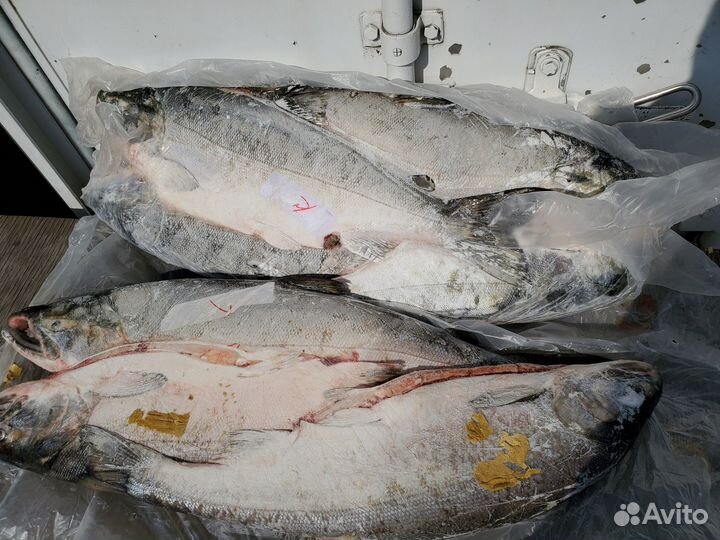 Кета псг вылов 2023