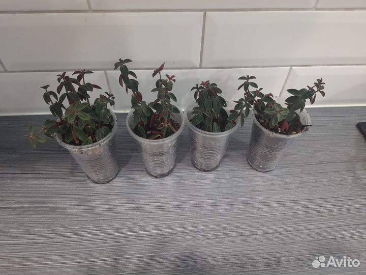 Пеперомия рубелла