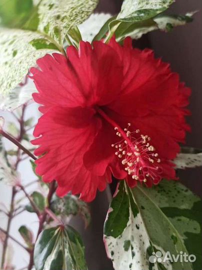 Гибискус снежная королева