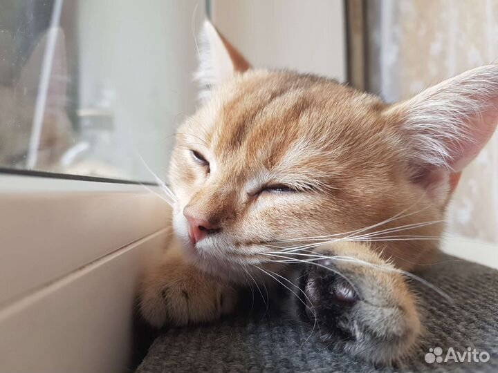 Вязка, британец, золотая шиншила