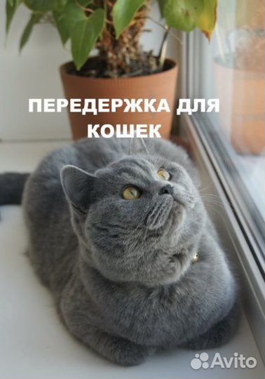 Передержка домашних животных