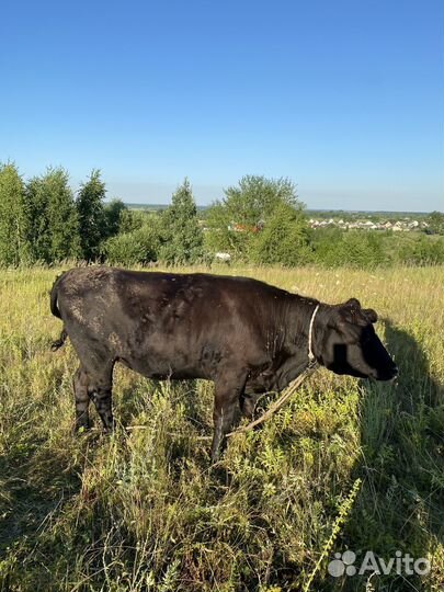 Коровы и телки