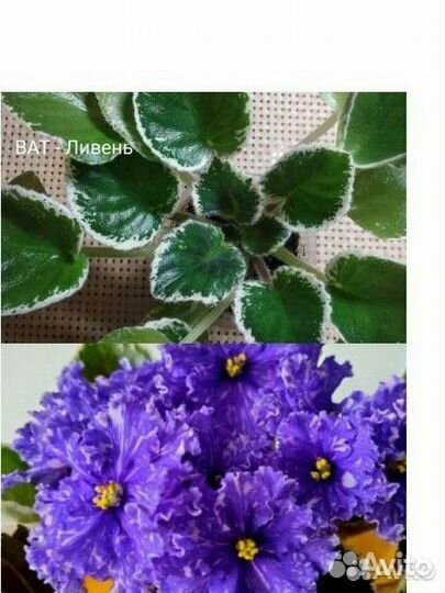 Фиалки сенполии сортовые