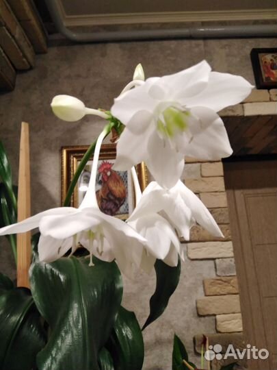 Эухарис амазонская лилия