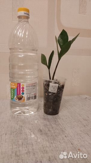 Замиокулькас