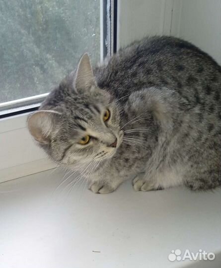 Кошки в добрые руки